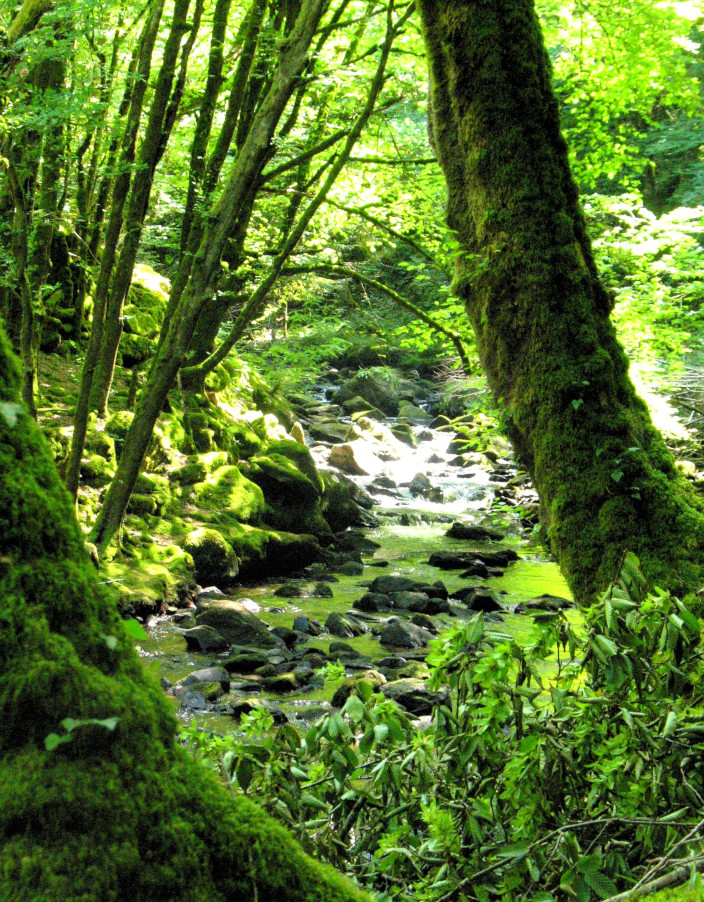 Une belle forêt vivante
