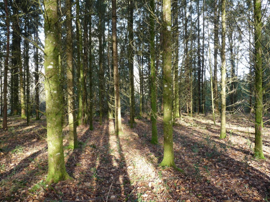 une plantation en monoculture