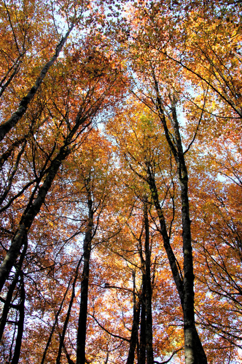 Une forêt d'automne